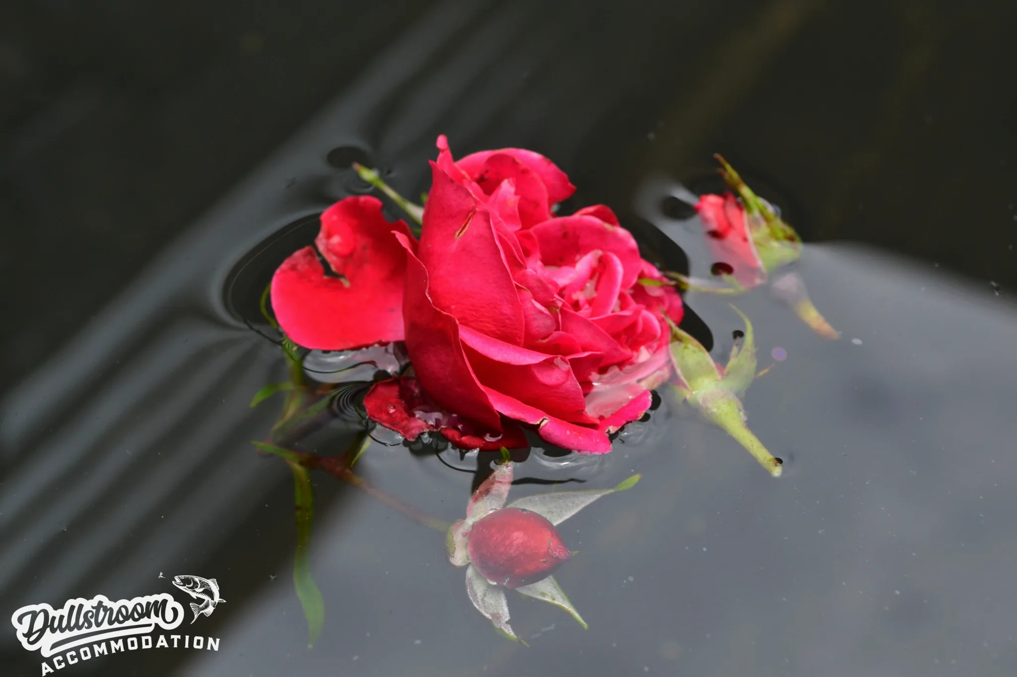 Picsart_23-12-22_22-15-44-948